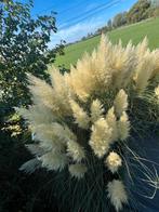 Pampas Pluimen - Lange Stelen, Zelf Knippen, Tuin en Terras, Ophalen, Volle zon, Vaste plant, Siergrassen
