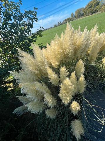 Pampas Pluimen - Lange Stelen, Zelf Knippen beschikbaar voor biedingen