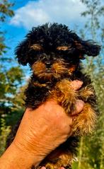 Prachtige kruising Toy poedel x Belge Griffon, Dieren en Toebehoren, Rabiës (hondsdolheid), 8 tot 15 weken, Meerdere, Nederland