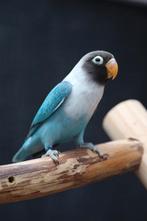 Jonge Baby Agapornis | Fischeri | Div. Kleuren | Handtam, Meerdere dieren, Dwergpapegaai of Agapornis, Pratend