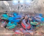 Betta's (Kempvis), Vis, Zoetwatervis