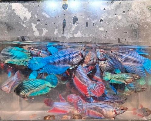 Betta's (Kempvis), Dieren en Toebehoren, Vissen | Aquariumvissen, Zoetwatervis, Vis