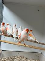 Rood mozaiek kanaries, Meerdere dieren, Kleurkanarie