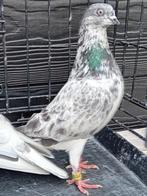 Boedapester hoogvliegers, Meerdere dieren