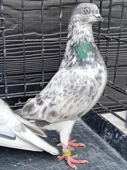 Boedapester hoogvliegers, Dieren en Toebehoren, Vogels | Duiven, Meerdere dieren
