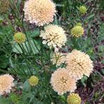 Scabiosa Fata Morgana zaden, Tuin en Terras, Ophalen of Verzenden, Voorjaar, Volle zon, Zaad