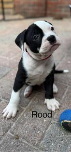 Pocket bully xl/ old english bulldogs puppy’s, Dieren en Toebehoren, Honden | Bulldogs, Pinschers en Molossers, 8 tot 15 weken