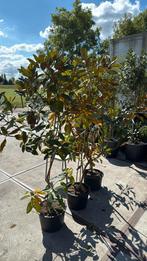 Magnolia grandi flora little jen grote witte bloem van tv, Vaste plant, Halfschaduw, Zomer, Ophalen