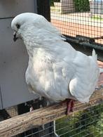 Kingduiven, kipduiven, Dieren en Toebehoren, Mannelijk, Overige soorten