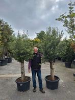 Olijfboom - Olijfbomen AANBIEDING, Volle zon, Ophalen of Verzenden, 100 tot 250 cm, Olijfboom