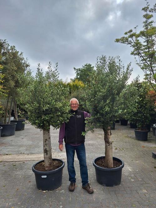 Olijfboom - Olijfbomen AANBIEDING, Tuin en Terras, Planten | Bomen, Olijfboom, 100 tot 250 cm, Volle zon, Zomer, Ophalen of Verzenden
