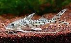pimelodus pictus gevlekte pimelodus m €12,50, Dieren en Toebehoren, Vis, Zoetwatervis