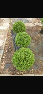 Ilex, Ophalen of Verzenden, Hulst, Minder dan 100 cm