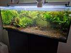 Aquarium vissen + planten + begroeid spiderwood, Ophalen, Gebruikt, Plant(en), Steen of Hout