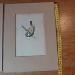 Vogel Prenten Set, Antiek en Kunst, Ophalen of Verzenden