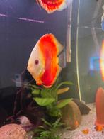 Discus vissen XL red melon, Dieren en Toebehoren, Vissen | Aquariumvissen, Vis
