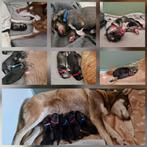 Siberische husky pups, Rabiës (hondsdolheid), 8 tot 15 weken, Poolhond, Meerdere