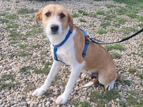 Otilia, een lief, zachtaardig meisje, zoekt lief baasje, Dieren en Toebehoren, Honden | Niet-rashonden, Middel, Teef, Particulier