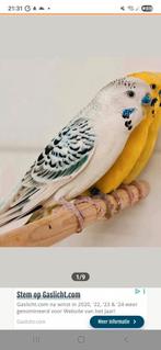 Gezocht texas  clearbody koppel, Dieren en Toebehoren, Vogels | Parkieten en Papegaaien