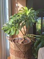 Monstera met grote bladeren, Ophalen, Overige soorten