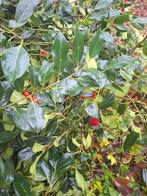 Hulst takken gratis, Ophalen, Overige soorten, Minder dan 100 cm