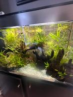 Aquarium - compleet met inhoud, Dieren en Toebehoren, Vis