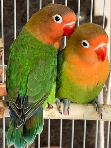 Lieve Agapornis Fischerie Diverse Kleuren Eventueel met kooi beschikbaar voor biedingen