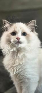 Zeer mooie (dek) kater met stamboom uit geteste ouders!!, Meerdere dieren, Ontwormd