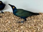 Purper glansspreeuwen - lamprotornis purpureus, Meerdere dieren, Tropenvogel, Geringd