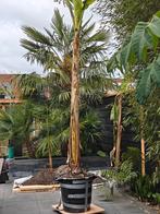 Bananenplant Musa Basjoo 4 meter!, Ophalen, Volle zon, Overige soorten