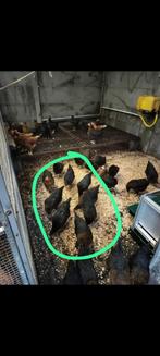 Kippen, Dieren en Toebehoren, Pluimvee, Vrouwelijk, Kip