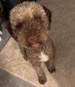 Spaanse Waterhond - 2 jaar oud, Dieren en Toebehoren, Particulier, Rabiës (hondsdolheid), 1 tot 2 jaar, Buitenland