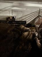 Lammeren, Dieren en Toebehoren, Schapen, Geiten en Varkens, Meerdere dieren, Schaap