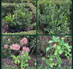 2 Hortensia en 2 Euonymus planten, Tuin en Terras, Planten | Tuinplanten, Ophalen, Overige soorten, Halfschaduw
