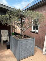 Olijfboom te koop, Tuin en Terras, Planten | Bomen, Ophalen, Volle zon, Olijfboom, 100 tot 250 cm