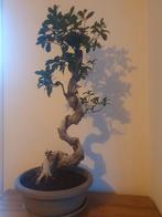 Bonsai Ficus microcarpa, Vaste plant, Bloeit niet, Halfschaduw, Ophalen