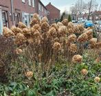4 grote pluim hortensias, Tuin en Terras, Ophalen, Hortensia, 100 tot 250 cm