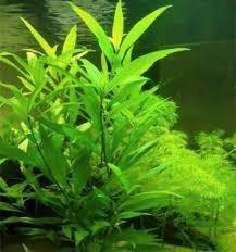 Planten  assortiment, Dieren en Toebehoren, Vissen | Aquaria en Toebehoren, Zo goed als nieuw, Plant(en), Steen of Hout, Ophalen of Verzenden