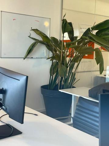 Grote kamerplant (Strelitzia / Paradijsvogelplant) in pot –  beschikbaar voor biedingen
