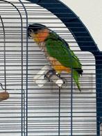 Caique zwartkop pop 2025, Dieren en Toebehoren, Vrouwelijk, Papegaai, Geringd