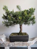 Pinus Sylvestris Bonsai 50cm, Tuin en Terras, Planten | Bomen, Ophalen, Bloeit niet, Overige soorten, Minder dan 100 cm