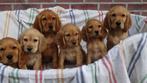 Golden Cocker pups  (Beide ouders aanwezig ), Nederland, Overige rassen, CDV (hondenziekte), 8 tot 15 weken