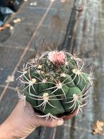 Gymnocalycium, Tuin en Terras, Planten | Tuinplanten, Ophalen of Verzenden, Overige soorten, Volle zon