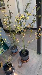 Laatste Leycesteria, bellenplant, Minder dan 100 cm, Volle zon, In pot, Overige soorten