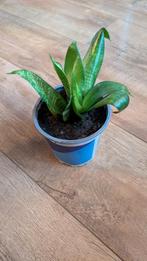 Sansevieria plantje, Ophalen, Bloeit niet, Overige soorten, Halfschaduw