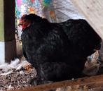 Cochin kriel kip, Dieren en Toebehoren, Pluimvee, Vrouwelijk, Kip