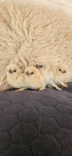 Prachtige usa zijdehoender kuikens, Dieren en Toebehoren, Pluimvee, Geslacht onbekend, Kip