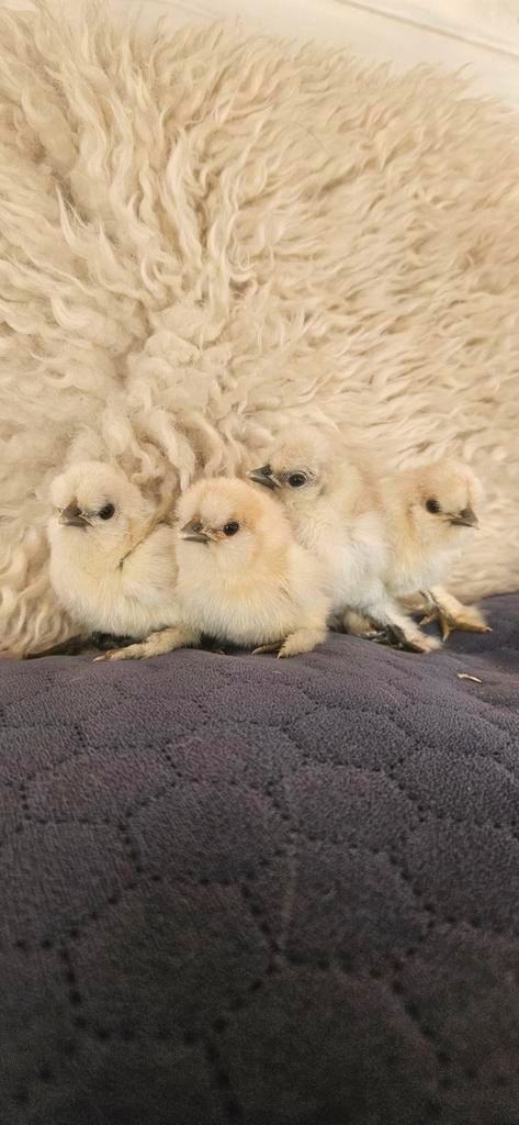 Prachtige usa zijdehoender kuikens, Dieren en Toebehoren, Pluimvee, Kip, Geslacht onbekend