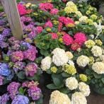 Hortensia's, Halfschaduw, Zomer, Overige soorten, Ophalen