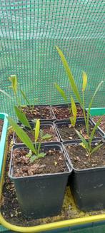 Acacia longifolia plant, Tuin en Terras, Planten | Bomen, Volle zon, Minder dan 100 cm, Zomer, Overige soorten